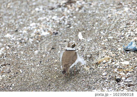 コチドリ 102306018