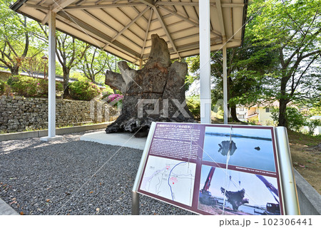 古墳時代の巨木 紀伊風土記の丘(和歌山県和歌山市) 古墳時代の巨木 紀伊風土記の丘(和歌山県和歌山市) 102306441