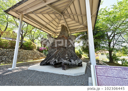 古墳時代の巨木 紀伊風土記の丘(和歌山県和歌山市) 古墳時代の巨木 紀伊風土記の丘(和歌山県和歌山市) 102306445