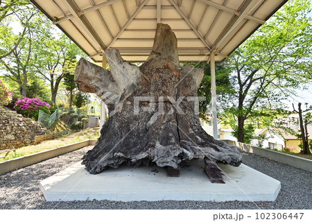 古墳時代の巨木　紀伊風土記の丘（和歌山県和歌山市） 102306447