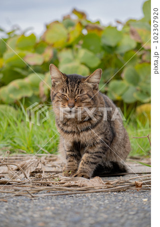 道路で目をつぶる野良猫 道路で目をつぶる野良猫 102307920