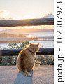 夕焼けをバックに振り向く野良猫 102307923