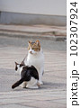 親猫にじゃれつく子猫 102307924