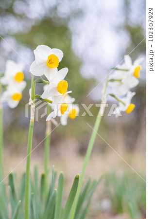 森に咲く水仙 森に咲く水仙 102307929