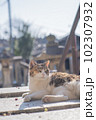 街並みをバックに寝そべる野良猫 102307932