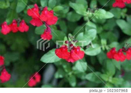 真っ赤なチェリーセージの花 真っ赤なチェリーセージの花 102307968