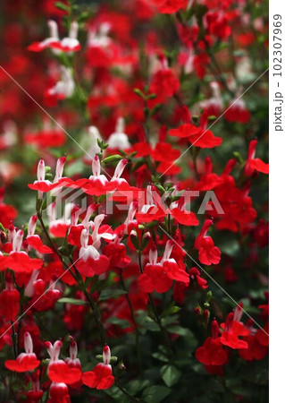 チェリーセージ 咲き揃った白と赤色の花 チェリーセージ 咲き揃った白と赤色の花 102307969