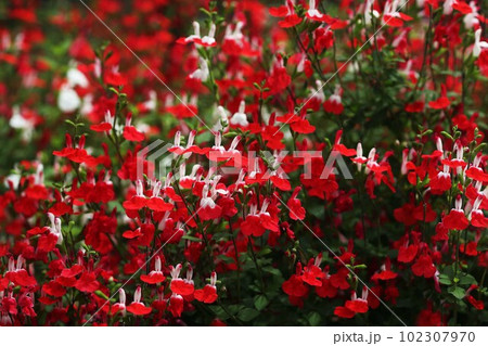 チェリーセージ 咲き揃った白と赤色の花 チェリーセージ 咲き揃った白と赤色の花 102307970