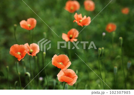 野に咲く、ナガミヒナゲシの花 102307985