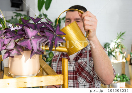 Man waters home plants from her collection of rare species from a watering can, grown with love on shelves in the interior of the house. Home plant growing, green house, water balance Man waters home plants from her collection of rare species from a watering can, grown with love on shelves in the interior of the house. Home plant growing, green house, water balance 102308053