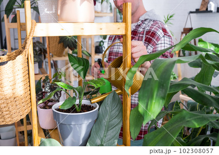 Man waters home plants from her collection of rare species from a watering can, grown with love on shelves in the interior of the house. Home plant growing, green house, water balance 102308057