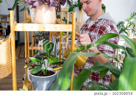 Man waters home plants from her collection of rare species from a watering can, grown with love on shelves in the interior of the house. Home plant growing, green house, water balance 102308058