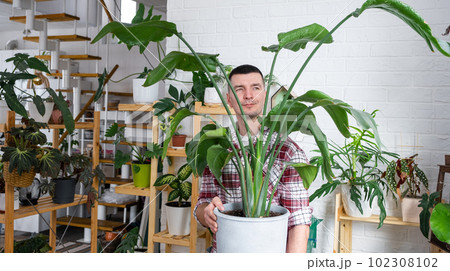 Man plant breeder hold in hand home plants Strelitzia in pot from her collection at home on the shelves. Search for pests, care, watering, fertilizers. Home crop production 102308102
