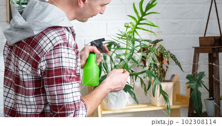 Man plant breeder examines and admires home plants in a pot, Search for pests, care, watering, fertilizers, treats from pests. Home crop production 102308114