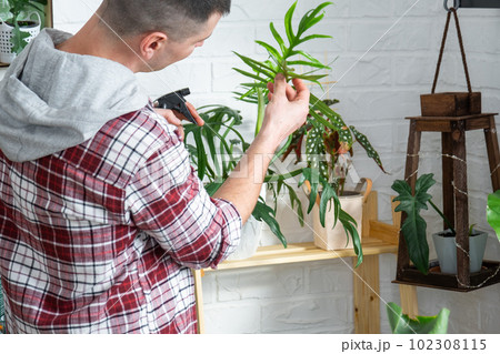 Man plant breeder examines and admires home plants in a pot, Search for pests, care, watering, fertilizers, treats from pests. Home crop production 102308115