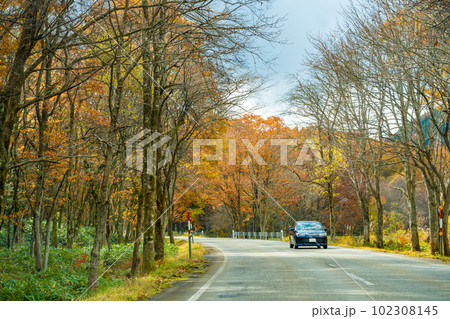 岐阜県高山市　秋の紅葉のせせらぎ街道を走る乗用車 102308145