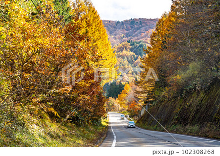 岐阜県高山市　秋の紅葉のせせらぎ街道を走る乗用車 102308268