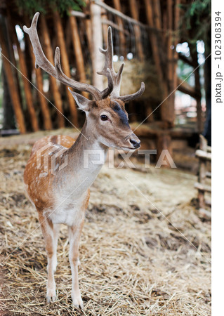 Red deer facing camera in summer nature. Wild animal with brown fur observing in forest Red deer facing camera in summer nature. Wild animal with brown fur observing in forest 102308394