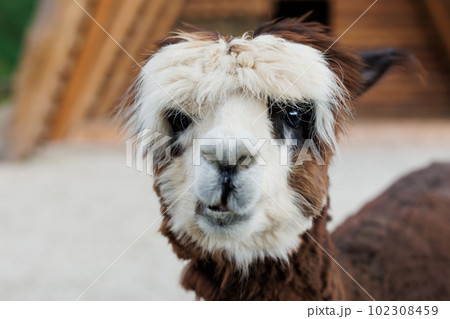 An inquisitive alpaca posing for a photo. Funny looking alpaca at farm. An inquisitive alpaca posing for a photo. Funny looking alpaca at farm. 102308459