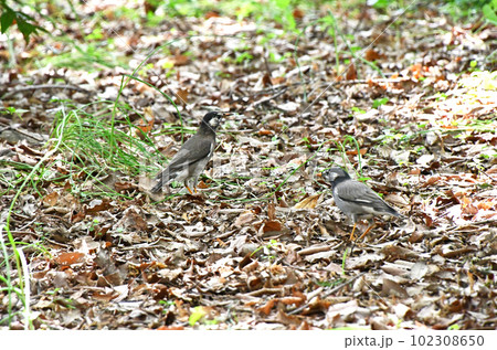 春から夏の暖かい時期、繁殖期で忙しいツガイのムクドリ 102308650
