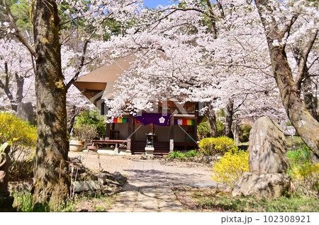 満開の桜に囲まれた観龍寺 満開の桜に囲まれた観龍寺 102308921