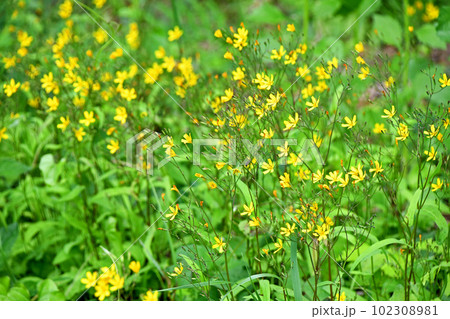 群生するニガナの黄色い花 102308981