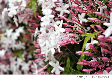 雨に濡れるハゴロモジャスミン 102308993