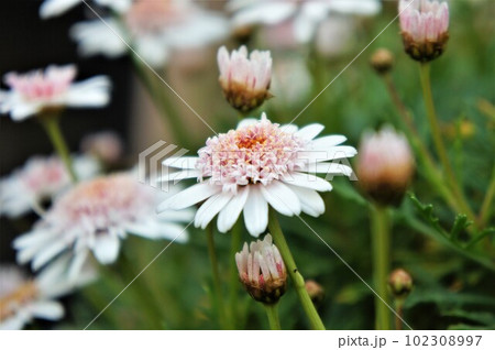 春の可愛い雛菊 春の可愛い雛菊 102308997