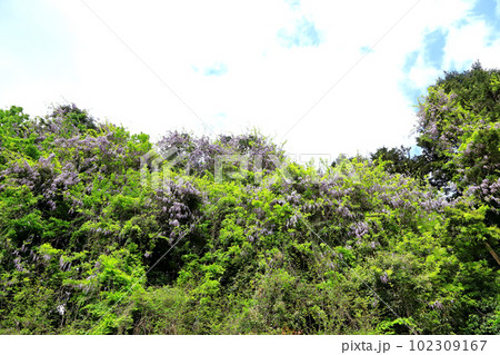 里山のフジの花が満開 102309167
