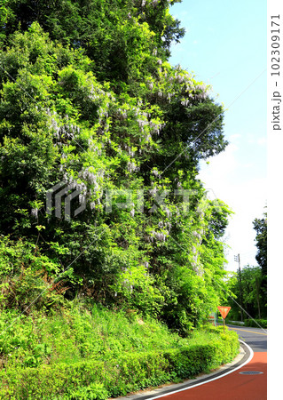 里山のフジの花が満開 102309171