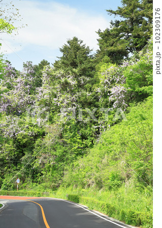 里山のフジの花が満開 102309176