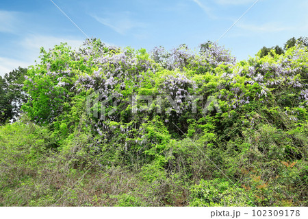 里山のフジの花が満開 里山のフジの花が満開 102309178