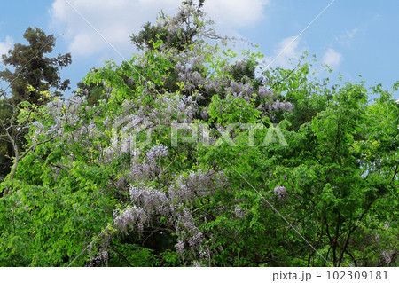 里山のフジの花が満開 里山のフジの花が満開 102309181
