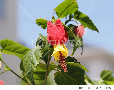 初夏に咲くアブチロン・チロリアンランプの花 102309580