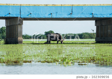 A black buffalo stands and eats the grass in the field 102309656