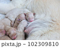 Newborn golden retriever puppy detail closeup pet 102309810