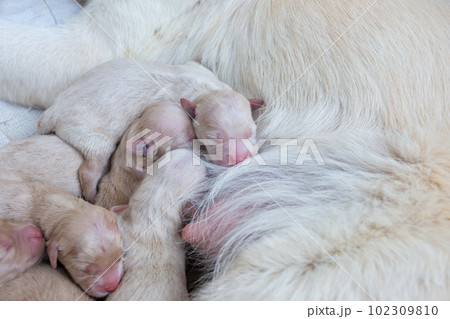 Newborn golden retriever puppy detail closeup pet 102309810