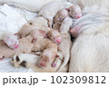 Newborn golden retriever puppy detail closeup pet 102309812