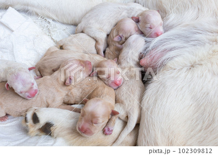 Newborn golden retriever puppy detail closeup pet Newborn golden retriever puppy detail closeup pet 102309812