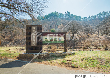 しだれ栗自生地【上伊那郡辰野町】 102309838