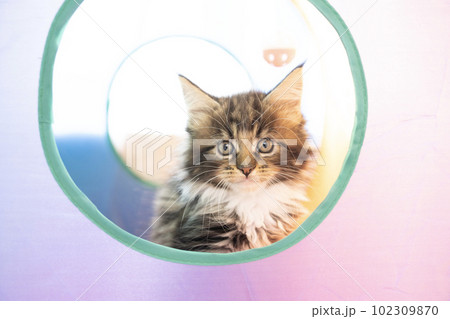 穴から顔をだすメインクーンの仔猫 102309870