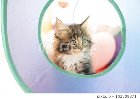 穴から顔をだすメインクーンの仔猫 穴から顔をだすメインクーンの仔猫 102309871