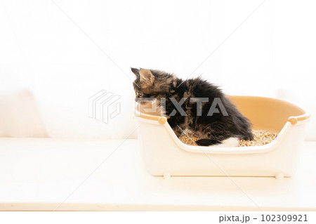 小さなトイレに座ったメインクーンの仔猫 小さなトイレに座ったメインクーンの仔猫 102309921