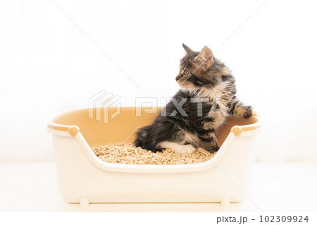 小さなトイレに座ったメインクーンの仔猫 小さなトイレに座ったメインクーンの仔猫 102309924