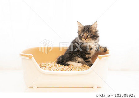 小さなトイレに座ったメインクーンの仔猫 102309925