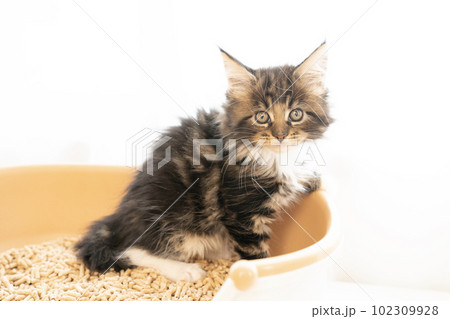 小さなトイレに座ったメインクーンの仔猫 102309928