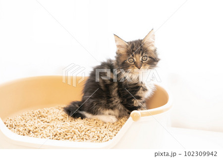 小さなトイレに座ったメインクーンの仔猫 小さなトイレに座ったメインクーンの仔猫 102309942