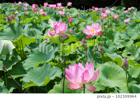 蓮の花　7月 102309964