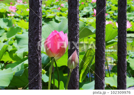 蓮の花 7月 蓮の花 7月 102309976
