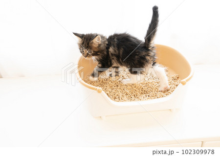 小さなトイレに座ったメインクーンの仔猫 102309978